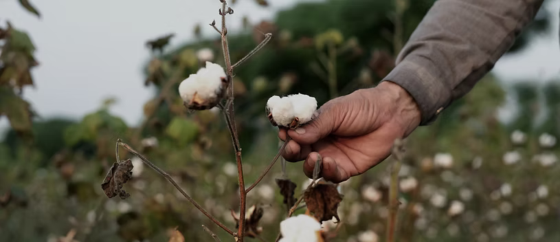 Organic BCI Products