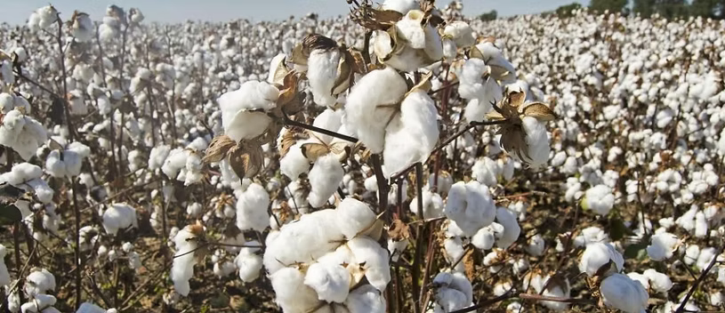 Raw Cotton